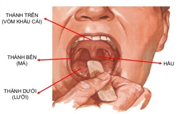 Khoang miệng nằm ở vị trí dưới khoang mũi và được giới hạn bởi môi, má, vòm miệng, sàn miệng, yết hầu.