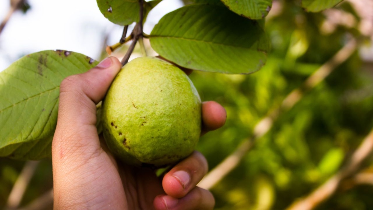Uống nước lá ổi có tác dụng gì: Giải mã lợi ích của nước lá ổi