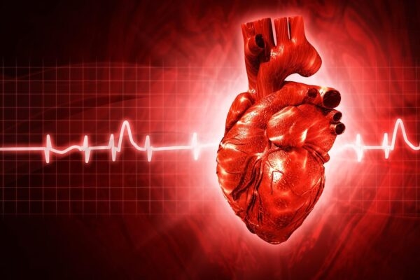 Kali đặc biệt quan trọng đối với tim, vì nó hỗ trợ điều chỉnh nhịp tim và ngăn ngừa các vấn đề như rối loạn nhịp.