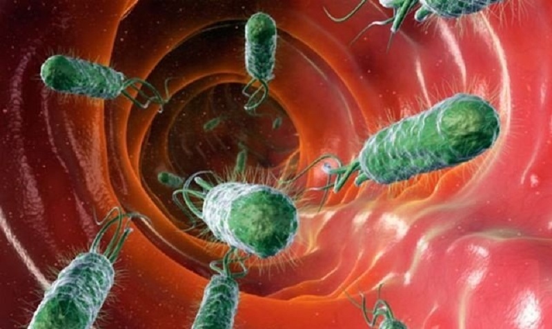 vi khuẩn Helicobacter pylori (HP) được coi là thủ phạm hàng đầu