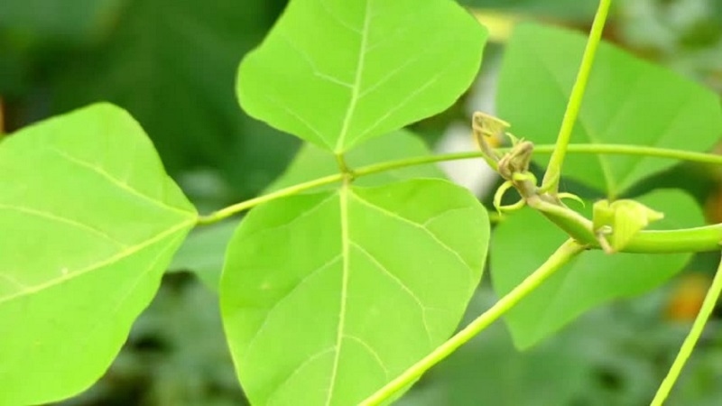 không thể chỉ dùng lá vông thay thế điều trị y khoa