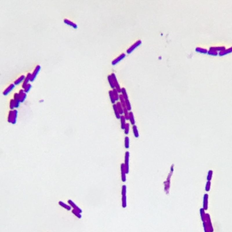 Bacillus subtilis là hoạt chất gì?