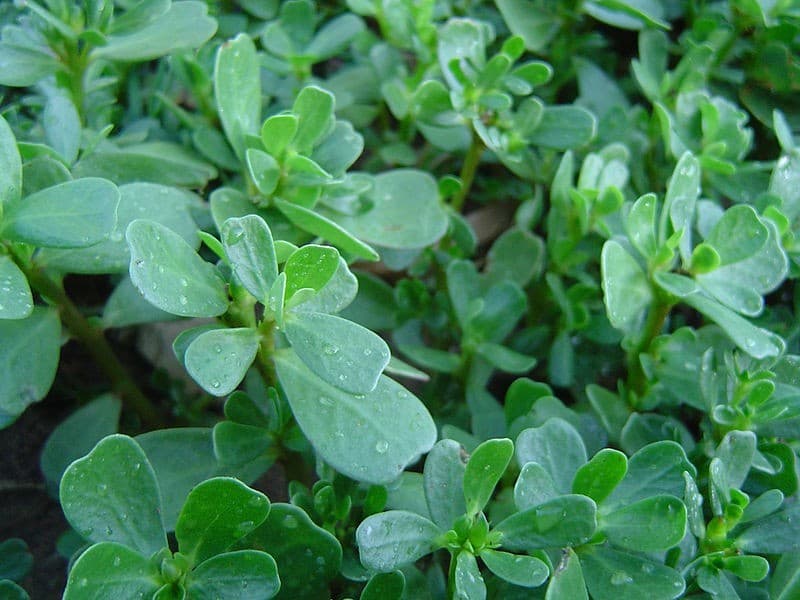 Món ăn chữa rối loạn tiêu hóa