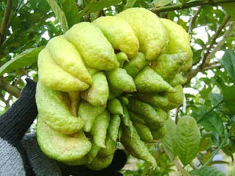 Món ăn chữa rối loạn tiêu hóa