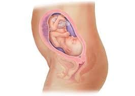 Khi mang thai, cơ thể và tâm sinh lí của người phụ nữ thay đổi rất lớn ảnh hưởng nhiều tới hoạt động của trái tim.