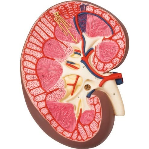 emSuy thận cấp là sự mất đột ngột khả năng của thận nếu được điều trị kịp thời có thể phục hồi chức năng của thận./em