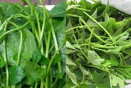 Để chữa khó tiêu, chướng bụng, người bệnh cần tăng cường ăn nhiều rau xanh như rau khoai lang, rau mồng tơi...