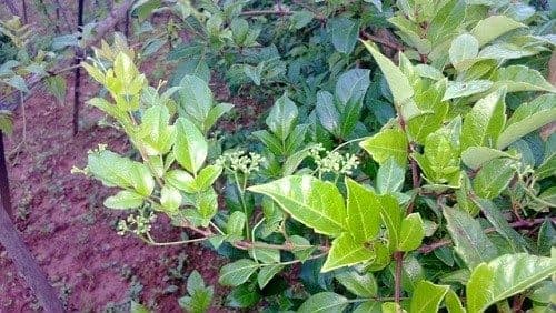 Chè dây là một vị thuốc Đông y chữa bệnh đau dạ dày