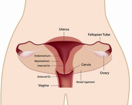 trieu-chung-viem-co-tu-cung2