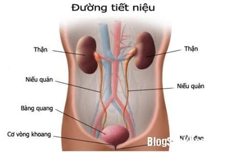 viem-duong-tiet-nieu-la-gi