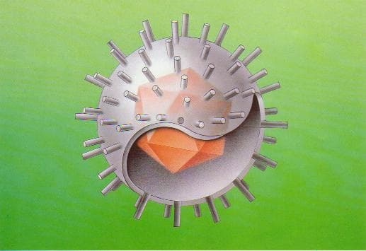 Virus Epstein Barr (EBV) có liên quan đến nhiều loại ung thư.