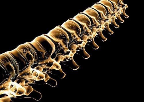 Hầu hết mọi người được sinh ra với 33 đốt sống, nhưng do thời gian đến tuổi trưởng thành, có thể sẽ chỉ có 24. 