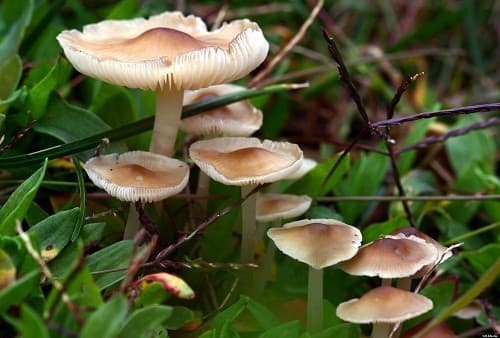 Có rất nhiều trường hợp phải nhập viện vì ăn phải nấm độc. 