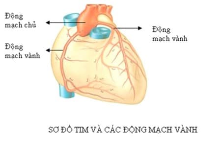 Sơ đồ về giải phẫu tim và các động mạch vành