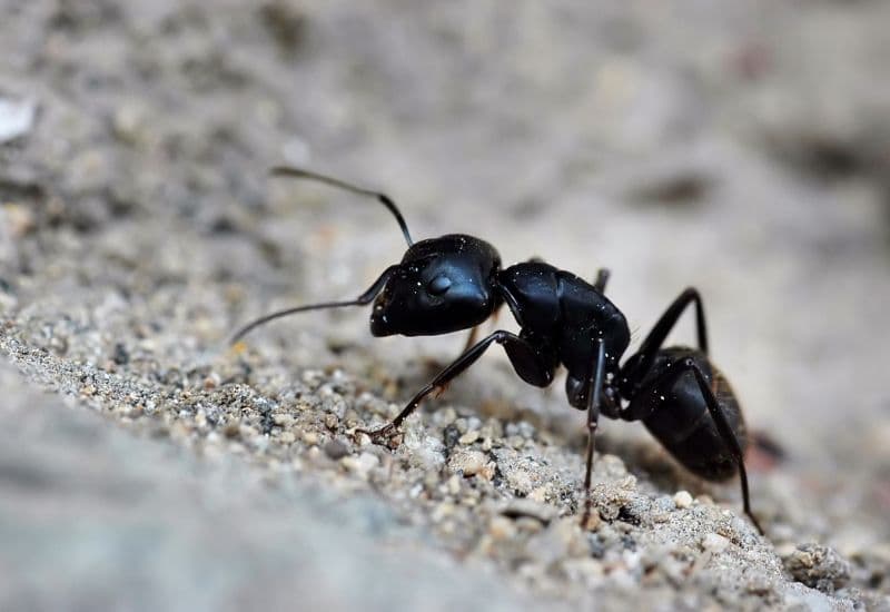 Vết cắn do côn trùng như ong bắp cày và kiến lửa có thể gây nổi mề đay và sưng ở những người bị dị ứng côn trùng.