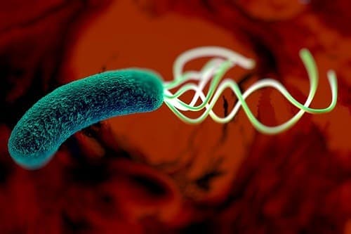 Vi khuẩn HP có thể được phát hiện trong một xét nghiệm máu, xét nghiệm phân hoặc test thở. Vi khuẩn HP có thể được phát hiện trong một xét nghiệm máu, xét nghiệm phân hoặc test thở.