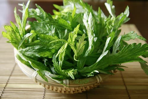 Trong Đông y, ngải cứu có tác dụng chữa đau lưng