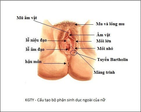 viem-tuyen-bartholin-2