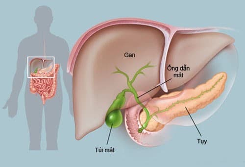 Polyp túi mật là một bệnh thường gặp với tỉ lệ khoảng 5% dân số. Trong đó 95% là lành tính