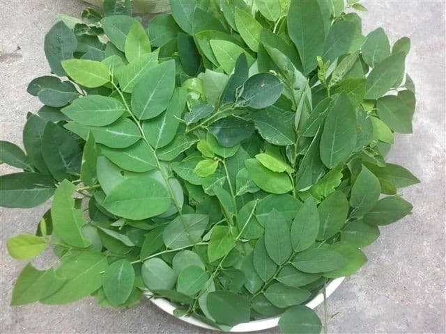 Rau ngót là thực phẩm cần tuyệt đối tránh khi mang thai. Rau ngót có thể gây co thắt tử cung, làm sảy thai.