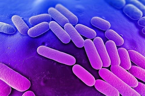 Vi khuẩn Mycobacterium tuberculosis là nguyên nhân gây bệnh lao phổi