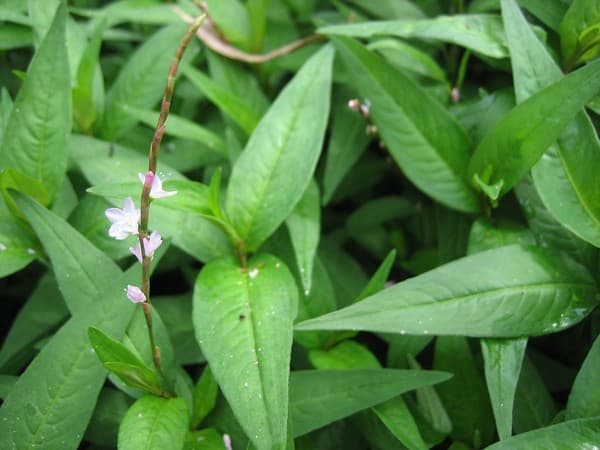 nhung-thuc-pham-de-gay-say-thai8