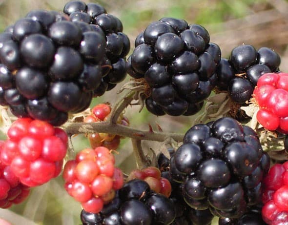 nhung-thuc-pham-mau-do-tot-cho-me-bau7