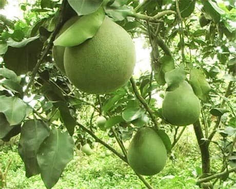 nhung-thuc-pham-tot-nhat-cho-he-tim-mach4