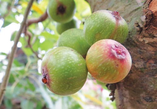 nhung-loai-qua-giup-me-nhieu-sua-sau-sinh2