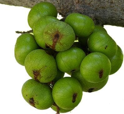 thuc-pham-tri-tao-bon-cho-ba-bau