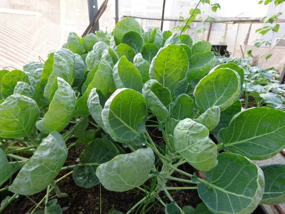 thực phẩm giàu canxi