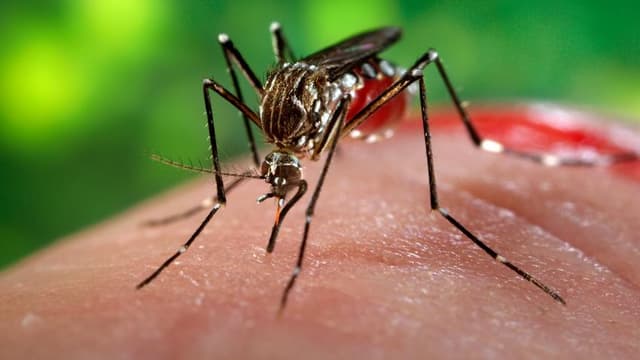 83 người Sài Gòn nhiễm virus Zika