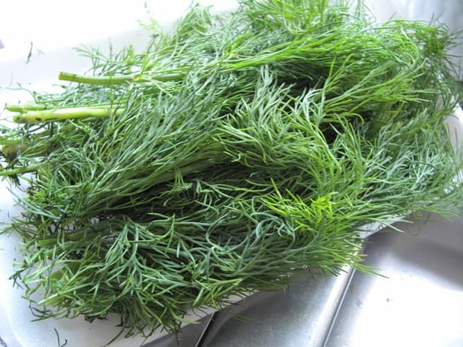 bi-dau-da-day-nen-an-gi9