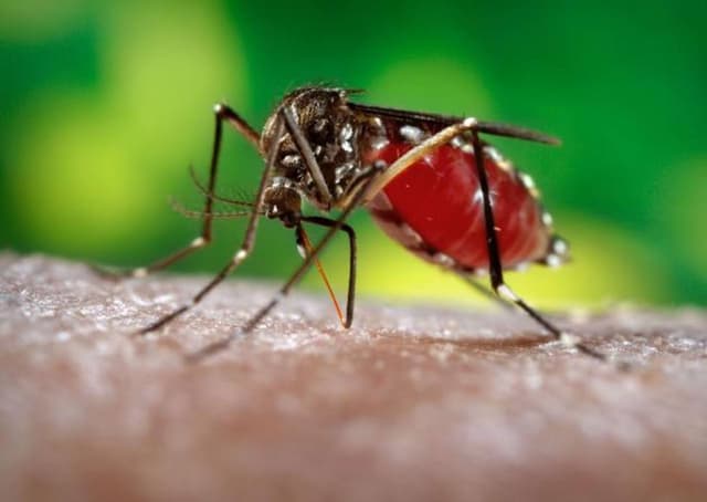 Bệnh viện ĐKQT Thu Cúc  ứng phó với dịch bệnh do virus Zika