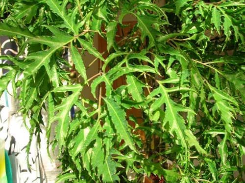 nhung-thuc-uong-loi-sua-cho-me-sau-sinh5