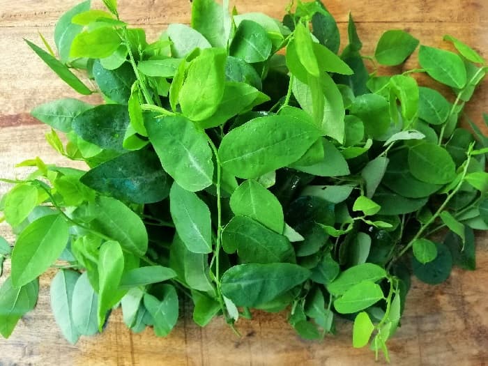 Rau ngót là thực phẩm có thể gây sảy thai, động thai