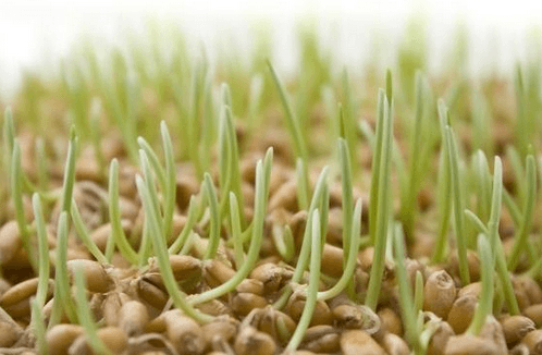 thuc-pham-nen-an-khi-doi3