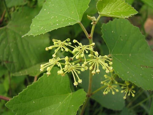 Cây chìa vôi có tác dụng trừ tê thấp, giải độc, sát trùng, trị đau nhức xương khớp,…