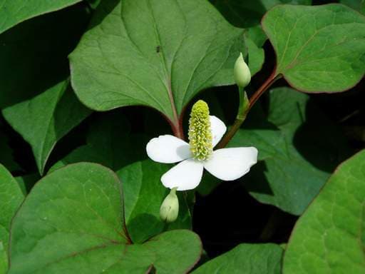 Cách dùng: Lấy một nắm rau diếp cá rửa sạch, giã nhuyễn, thêm một bát nước vo gạo vào trộn đều sau đó đem đun sôi khoảng 20 phút. Sau đó hãy chắt lấy nước cho bé uống. Chỉ cần áp dụng theo cách này sau vài ngày sẽ giúp đẩy lùi cơn ho cho con rất hiệu quả, an toàn.