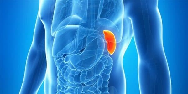 thực phẩm tốt cho lá lách