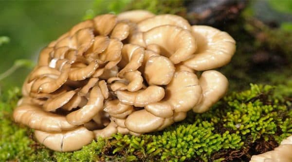 chế độ ăn cho người mổ lá lách