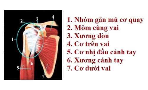 Viêm gân cơ trên gai: Nguyên nhân, triệu chứng, cách phòng và điều trị 