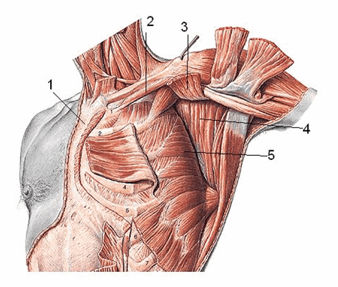 Viêm cơ nách là bệnh gì?