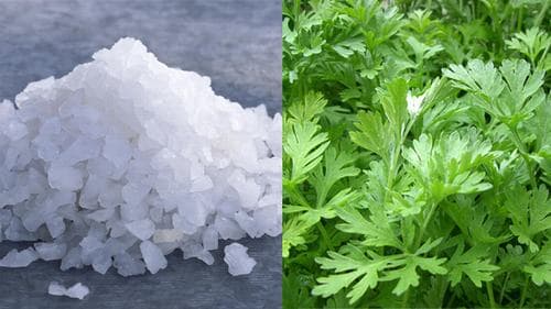 Lá ngải cứu giúp hỗ trợ điều trị viêm xoang khá hiệu quả. 