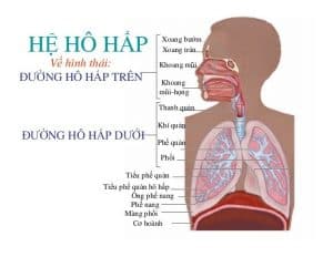 Tìm hiểu về hệ hô hấp ở trẻ nhỏ