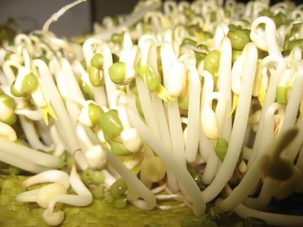 Cọng giá tròn lẳn, thân trắng phau, ít rễ có thể là những cọng giá sản xuất sử dụng các loại hóa chất kích thích độc hại.