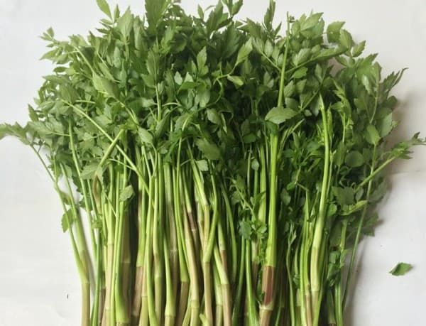 Nếu bị phun quá nhiều thuốc trừ sâu và phân bón, thân rau sẽ to, ngó trắng bất thường. 