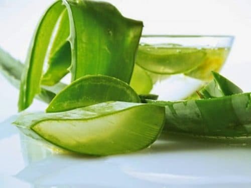 Cây nha đam (lô hội) có nhiều ích lợi và dễ trồng. Bạn có thể tự trồng loại cây này để tận dụng những công dụng của nó. Nước ép nha đam tự nhiên là một phương thuốc tuyệt vời chống lại bệnh trào ngược dạ dày thực quản. Đặc biệt cần lưu ý, dùng nước ép tự nhiên tốt hơn rất nhiều so với nước ép đã qua chế biến.