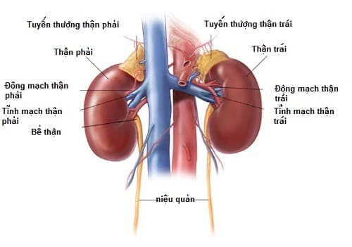 Thận có chức năng vô cùng quan trọng