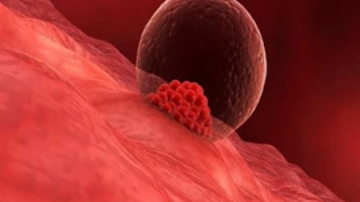 Máu báo thai xuất hiện do phôi thai đi vào tử cung, xâm lấn vào niêm mạc tử cung để làm tổ, lấy dinh dưỡng và phát triển